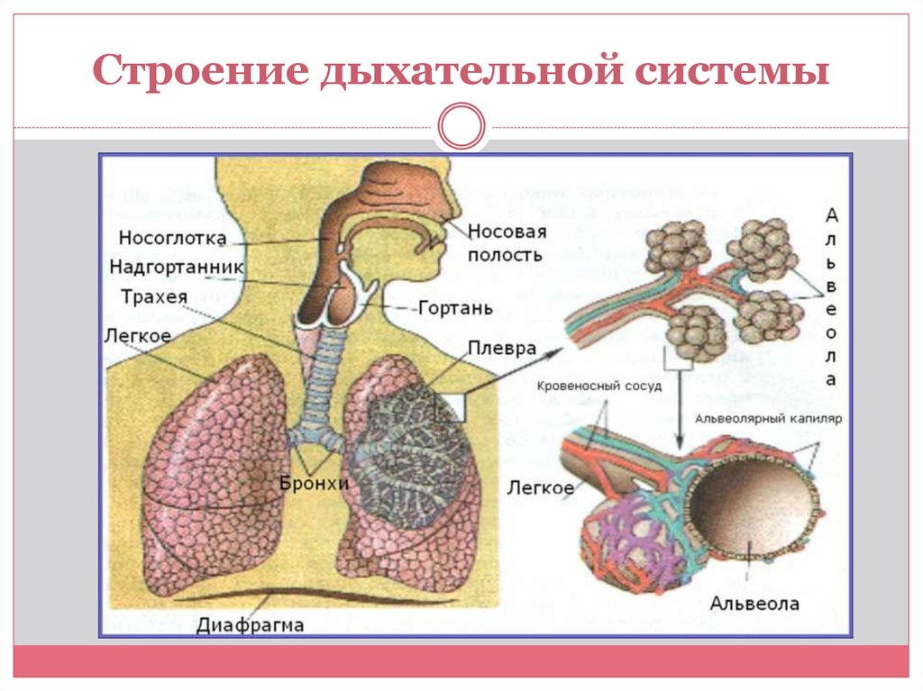 Схема легочного дыхания