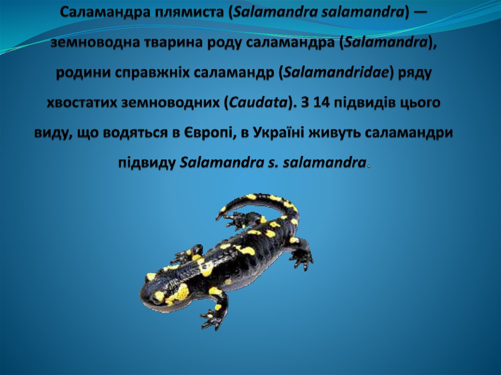 Саламандра плямиста (Salamandra salamandra) — земноводна тварина роду саламандра (Salamandra), родини справжніх саламандр