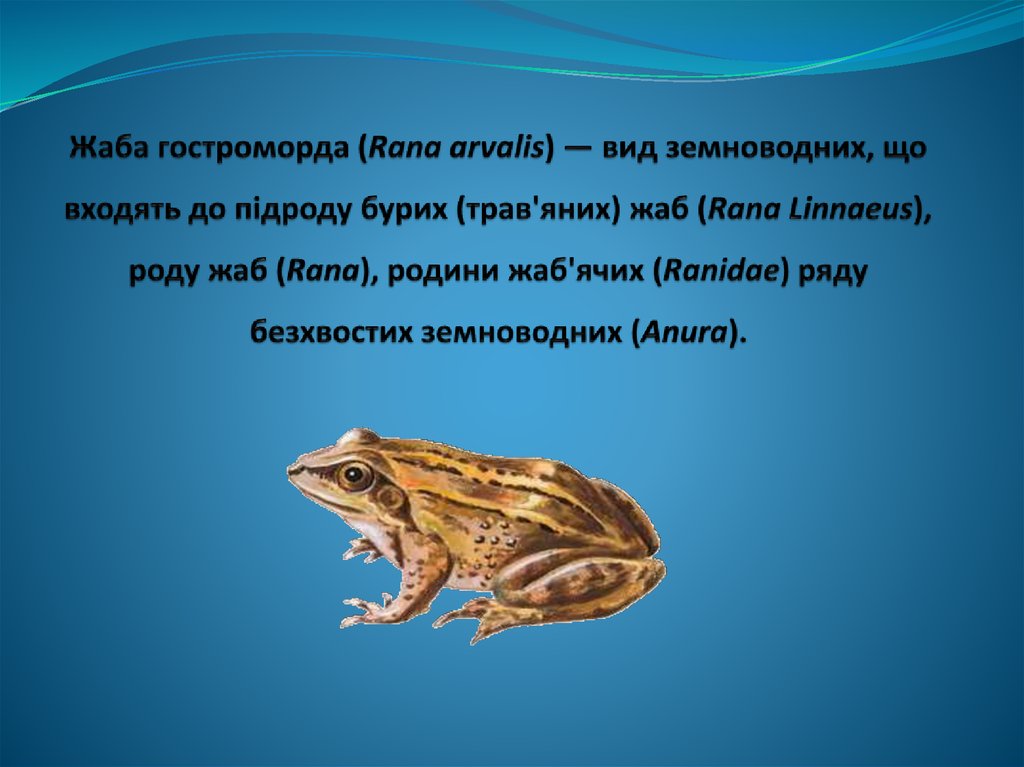 Жаба гостроморда (Rana arvalis) — вид земноводних, що входять до підроду бурих (трав'яних) жаб (Rana Linnaeus), роду жаб