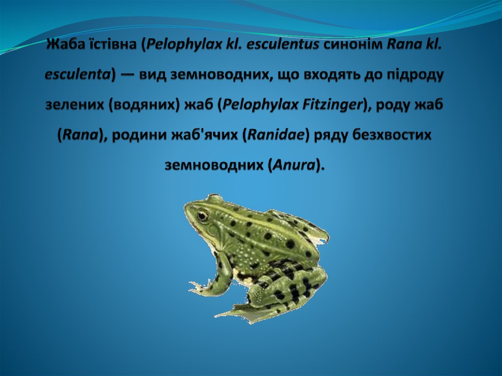 Жаба їстівна (Pelophylax kl. esculentus синонім Rana kl. esculenta) — вид земноводних, що входять до підроду зелених (водяних)