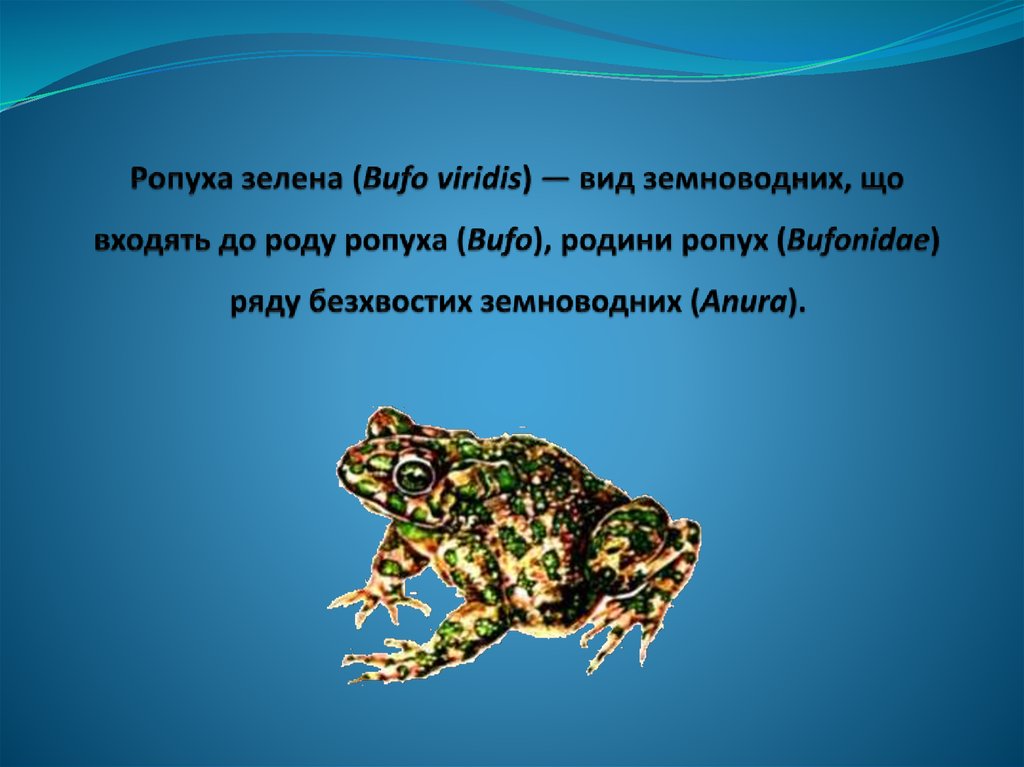 Ропуха зелена (Bufo viridis) — вид земноводних, що входять до роду ропуха (Bufo), родини ропух (Bufonidae) ряду безхвостих