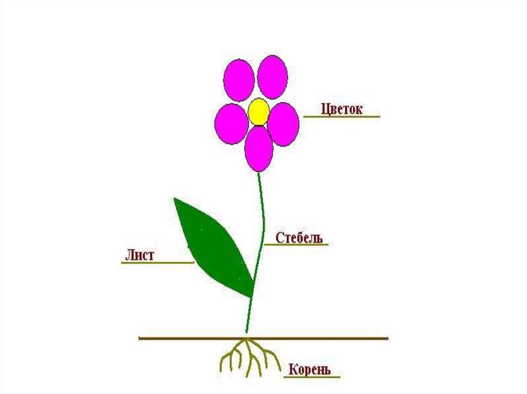 Картинки строение цветка для дошкольников картинки