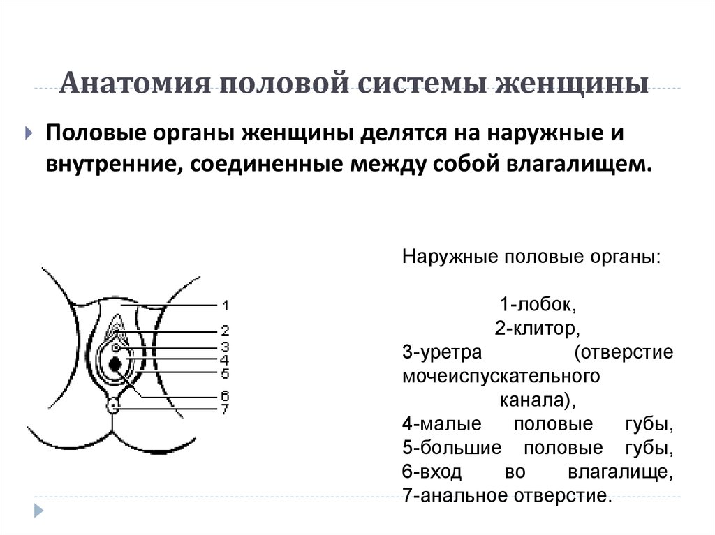 Строение женских органов гинекология внешнее схема