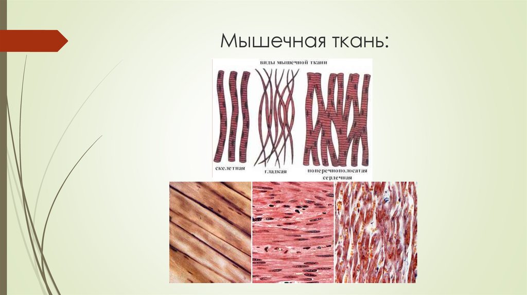 Какими буквами обозначены изображения гладкой мышечной ткани впр по биологии
