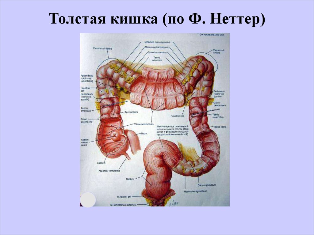 Кишечник человека строение фото с описанием картинки с названиями