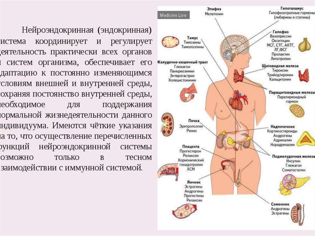 Эндокринная система картинки на английском