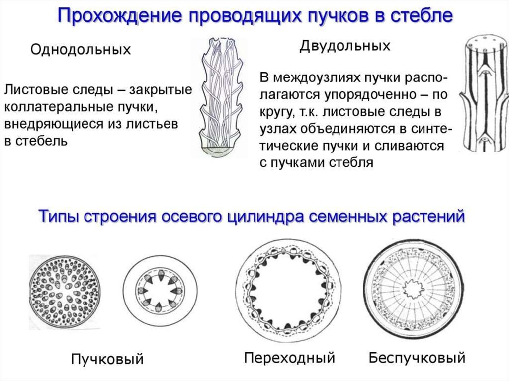 Схема строения однодольного растения