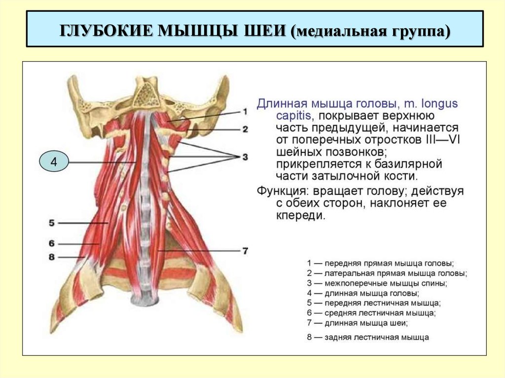 Мышцы шеи презентация