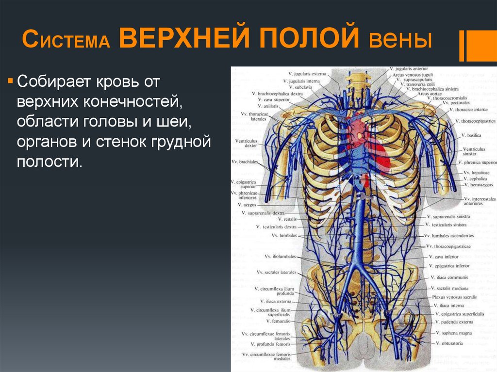 Система верхней полой вены анатомия схема