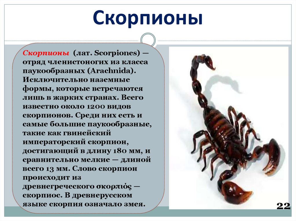 Гороскоп 16 Скорпион