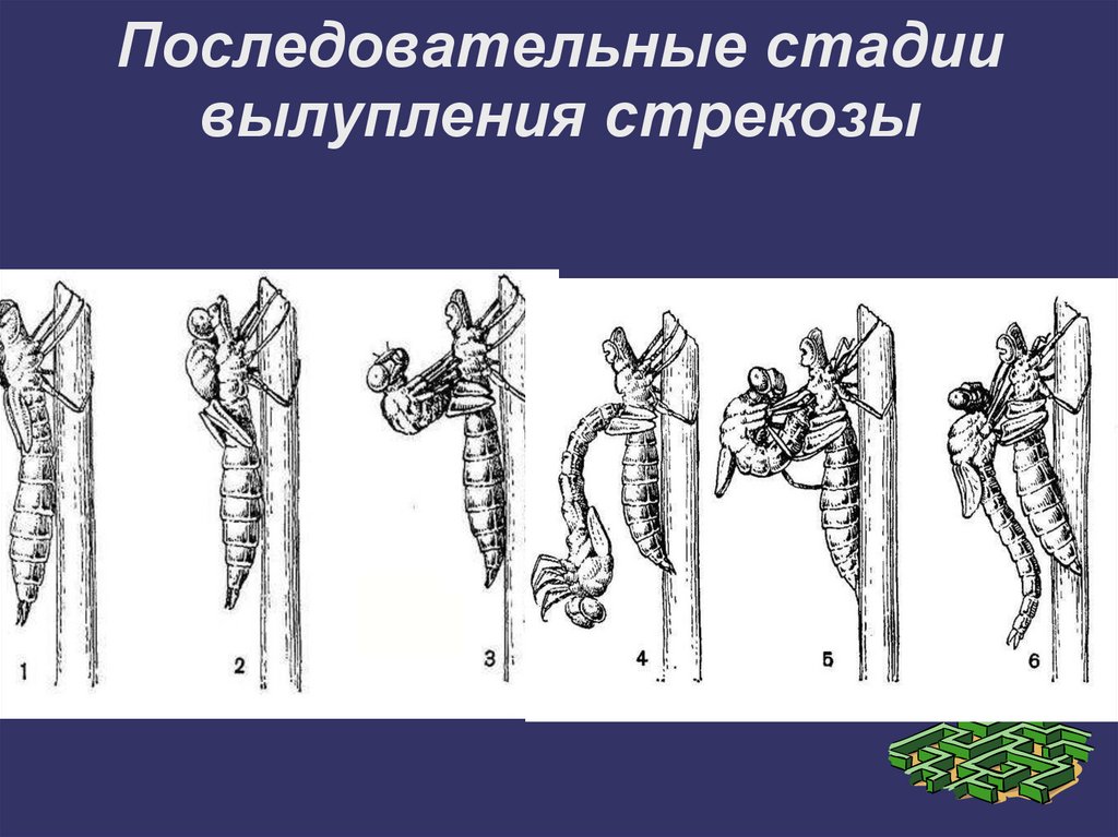 Схема развития стрекозы