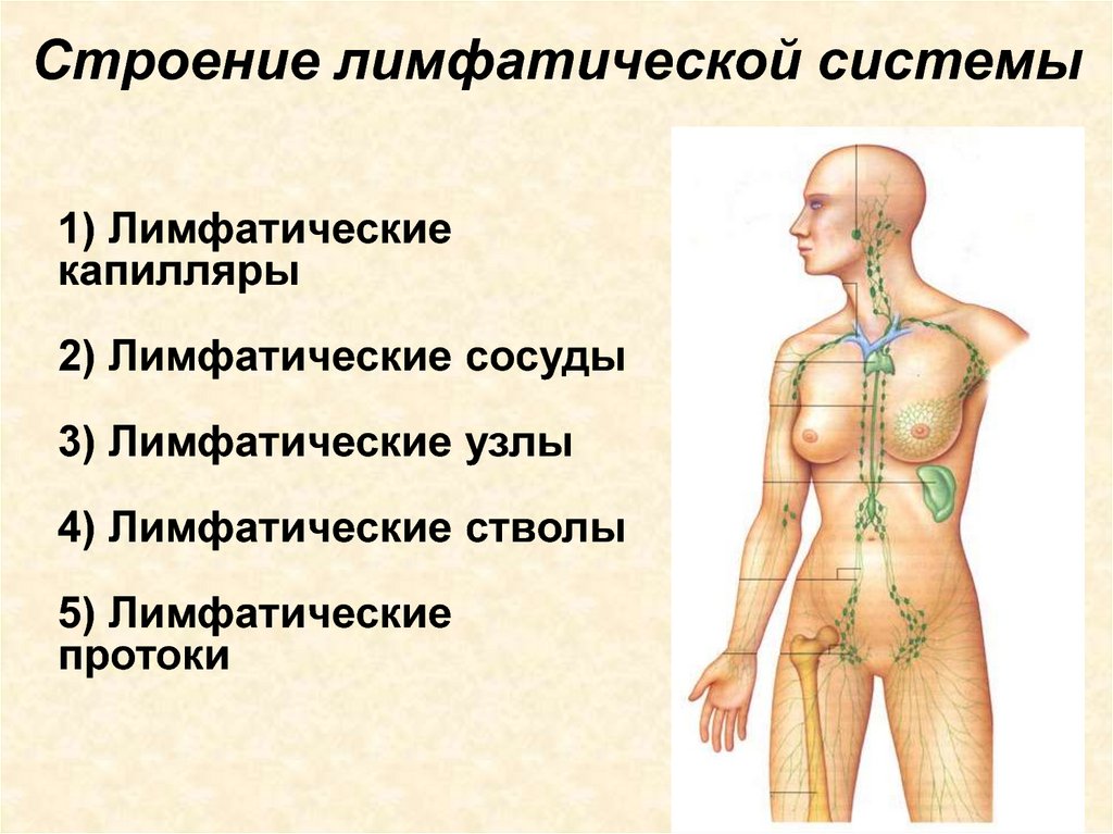 Лимфатическая система общий план строения анатомия