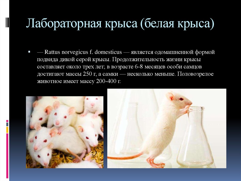 Лабораторную Крысу Содержали На Строгой Белковой Диете