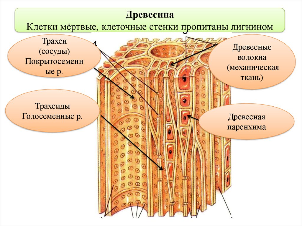 Проводящая ткань рисунок с подписями