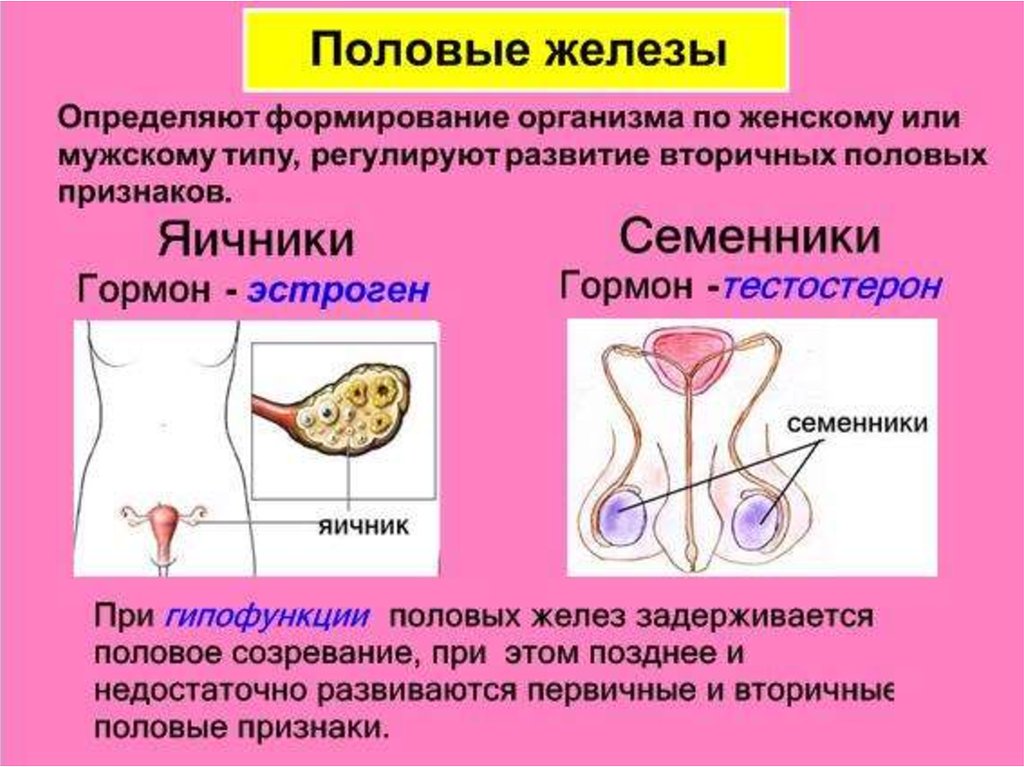 Половые железы картинки