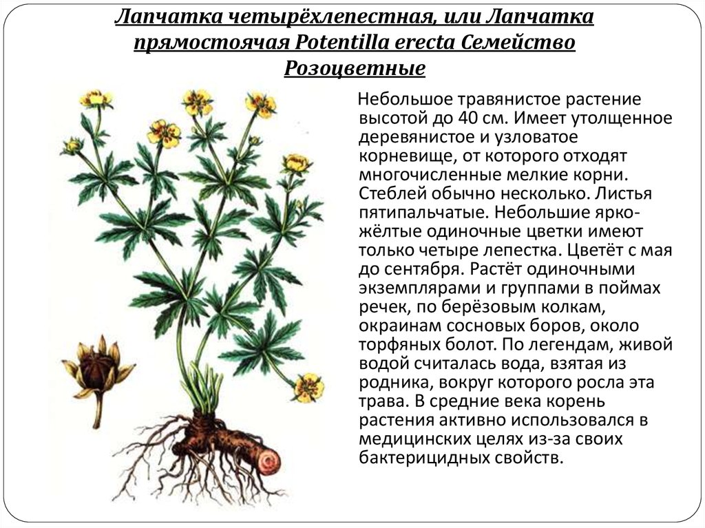 Калган корень фото где растет в россии и описание