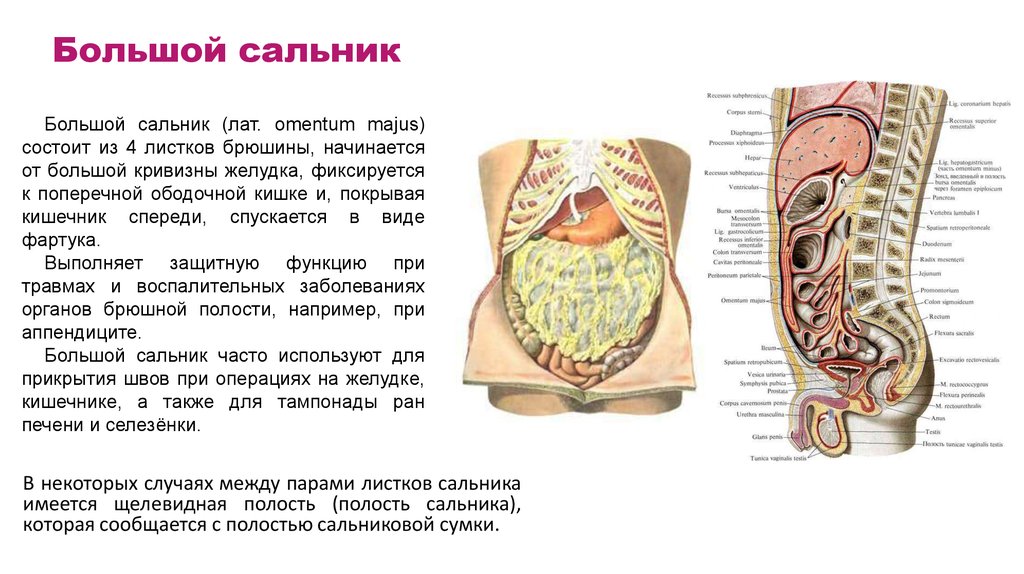 Малый сальник картинка