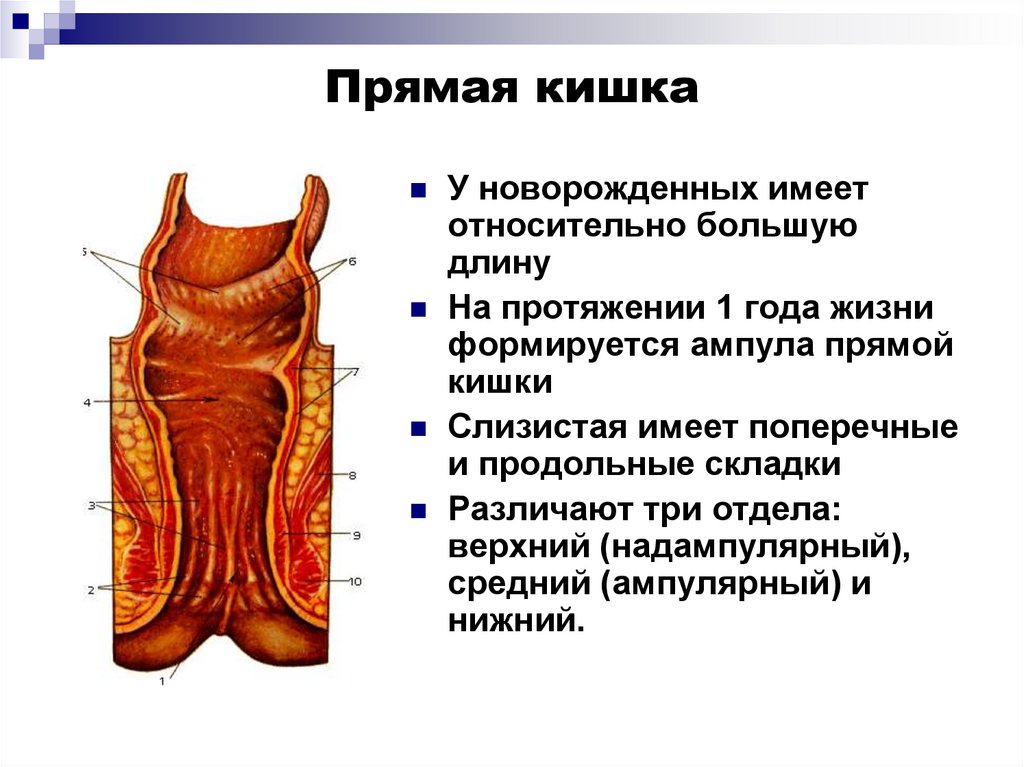 Строение прямой кишки и заднего прохода в разрезе у женщин фото