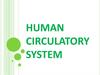Human circulatory system