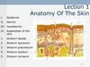 Anatomy Of The Skin. Lecture 1