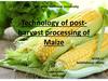 Technology of post-harvest processing of Maize