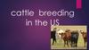 Сattle  breeding in the US