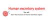 Human excretory system