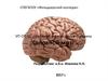 Анатомия и физиология человека. Головной мозг