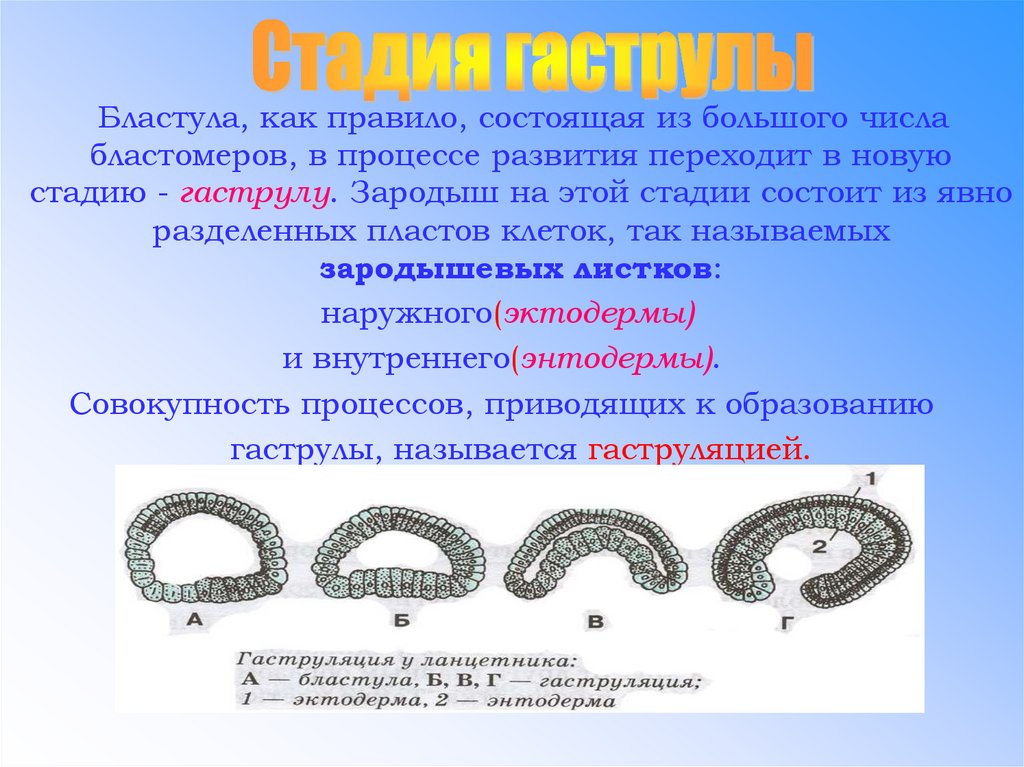 Процесс приводящий к образованию бластулы. Зародыш на стадии гаструлы. Зародыш на этапе бластулы.