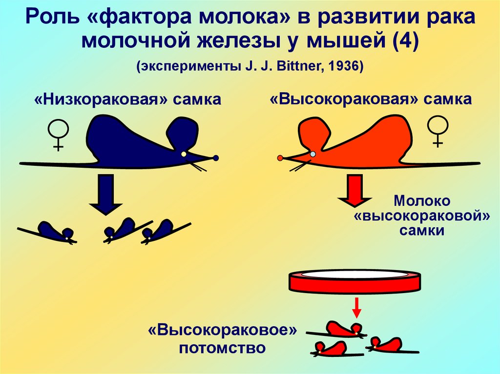 Фактор молока. Фактор молока у мышей. Опыт Биттнера. Динамика опухолевого роста. Фактор молока Биттнера.