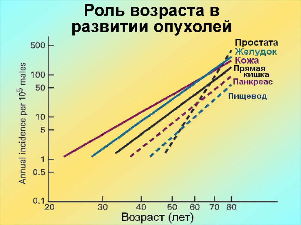 Роль возраста. Роль возраста в развитии опухолей. 2. Роль возраста в развитии опухолей.. Роль возраста в развитии. Возрастная роль.