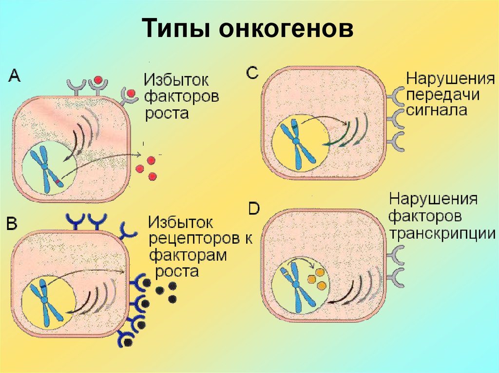 Патофизиология опухолевого роста презентация