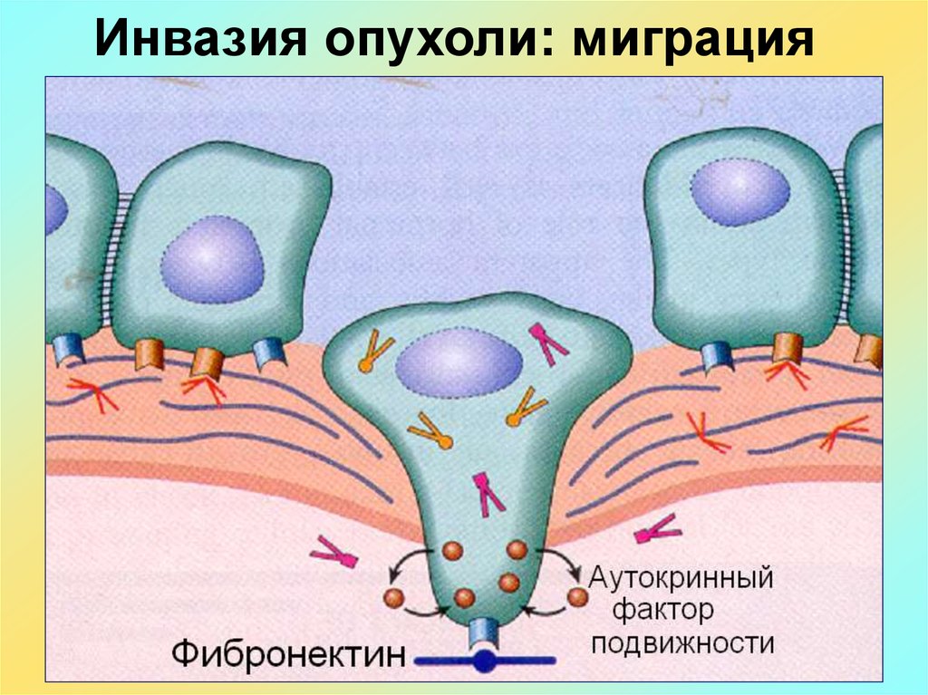 Патофизиология опухолевого роста презентация