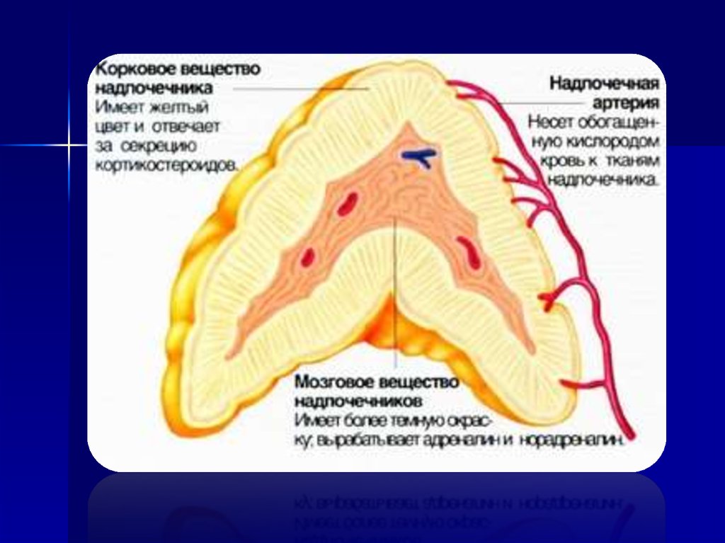 Анатомия и физиология надпочечников презентация