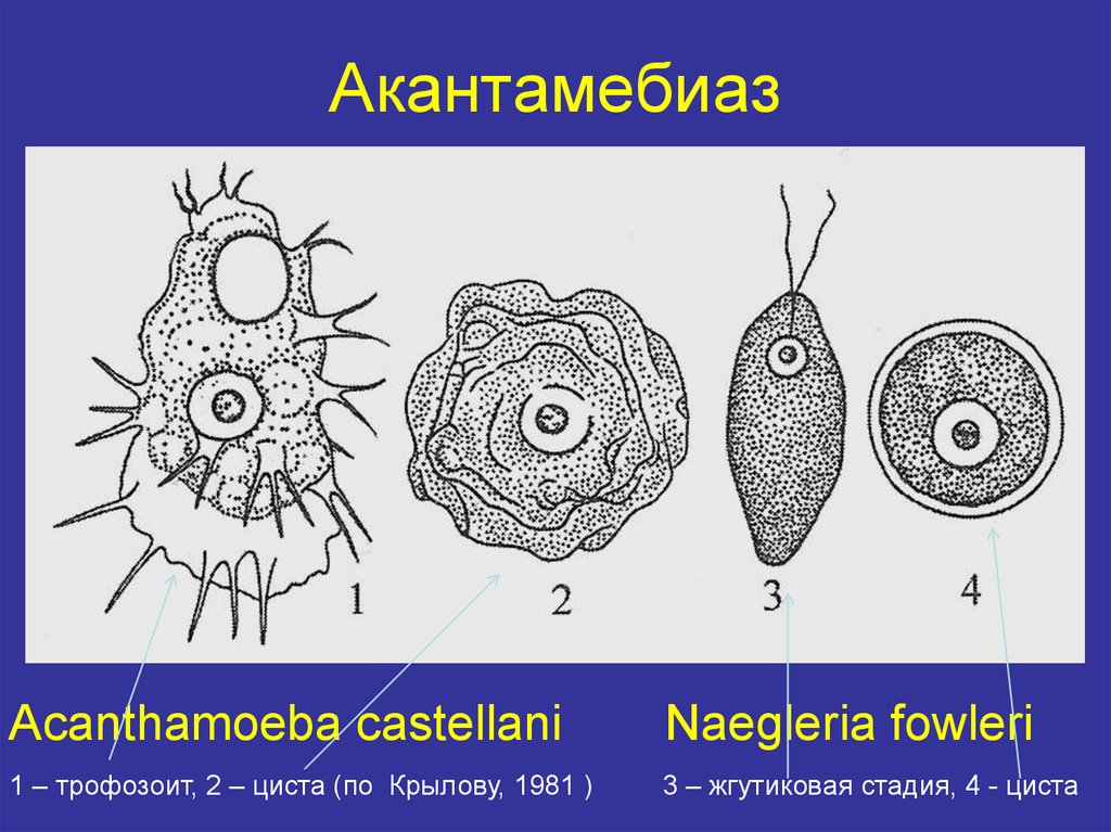 Какой цифрой на рисунке обозначена циста