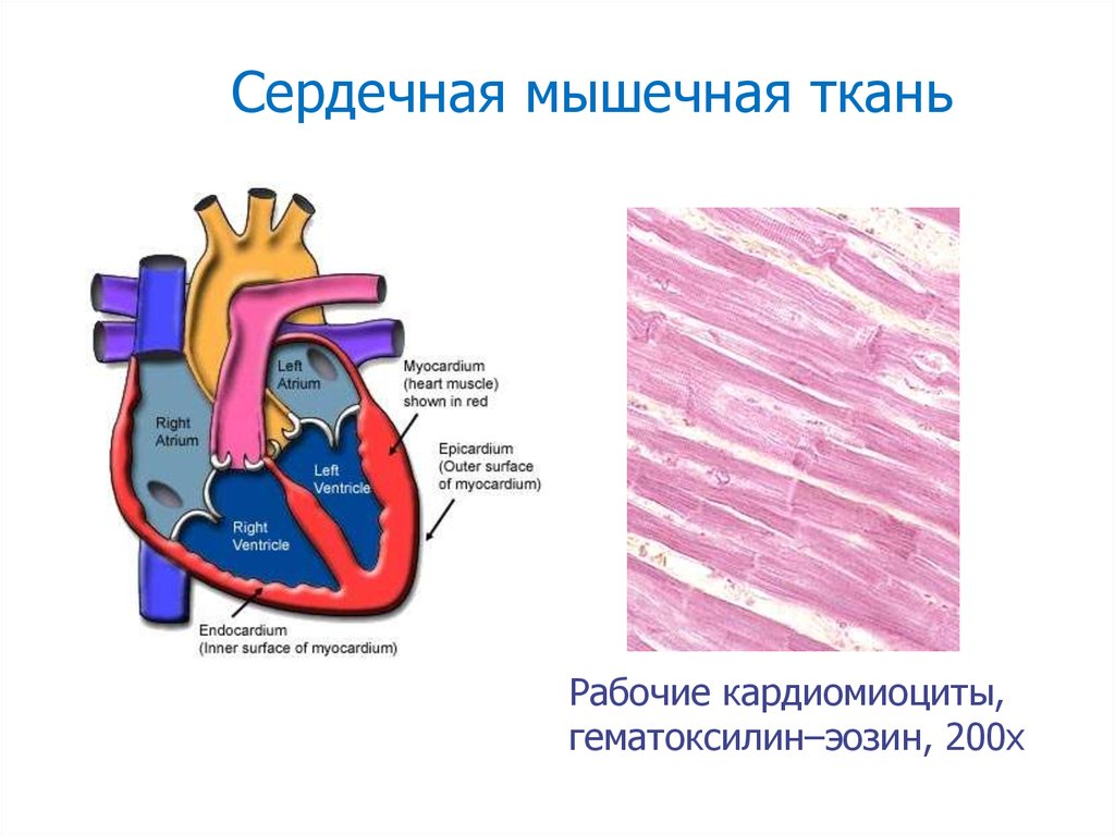 Мышечный слой сердечной ткани