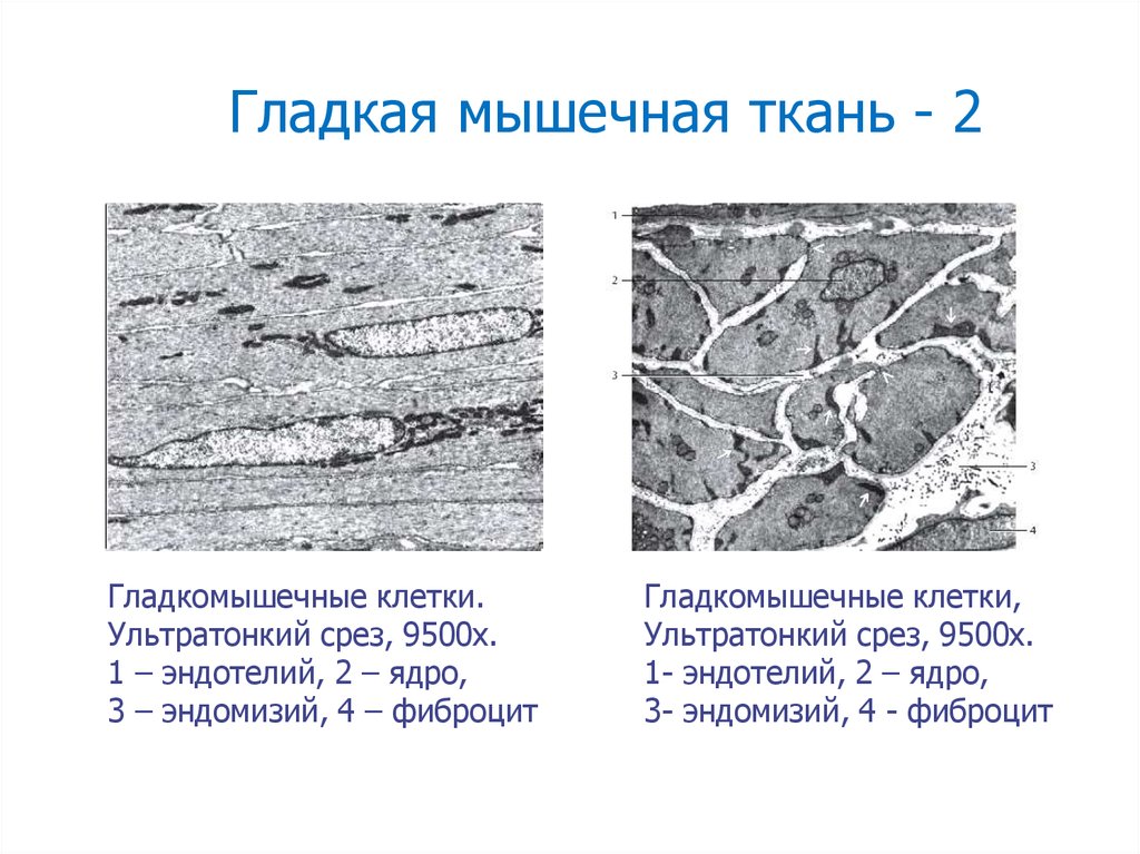 Действие гладких мышц