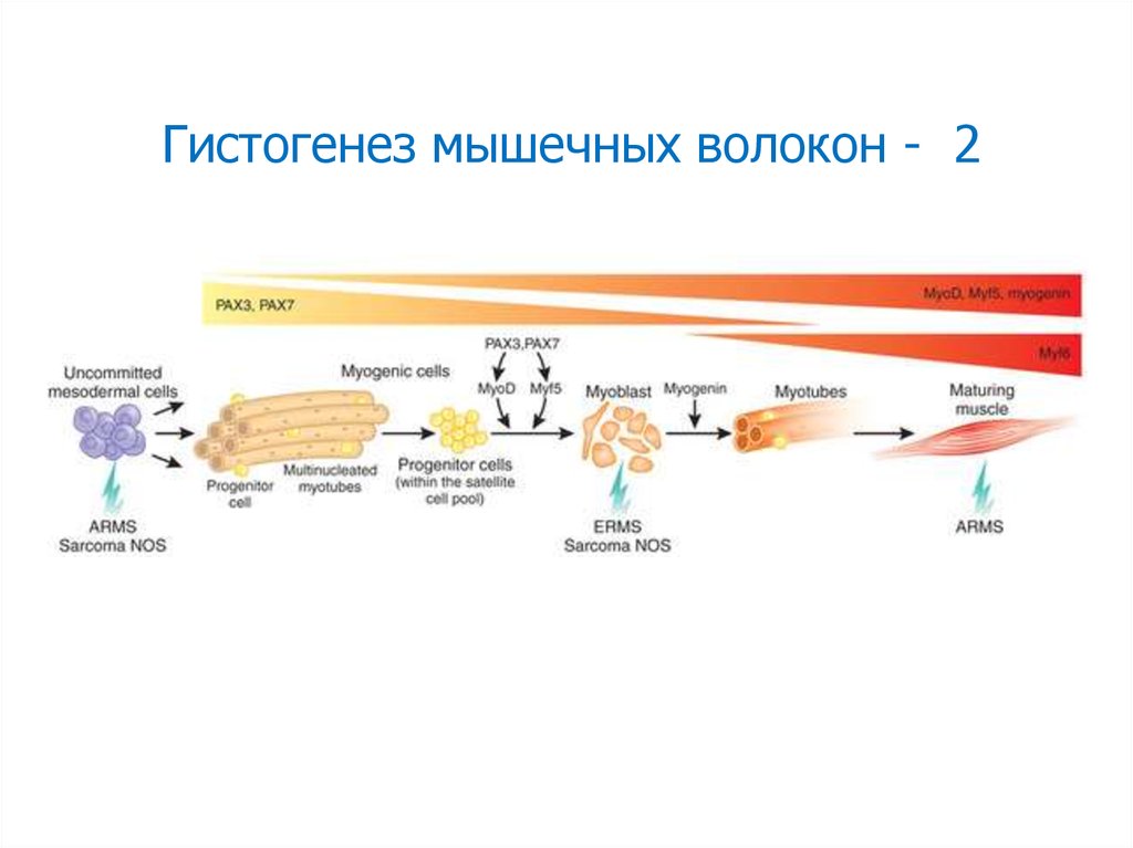 Гистогенез мышечной ткани