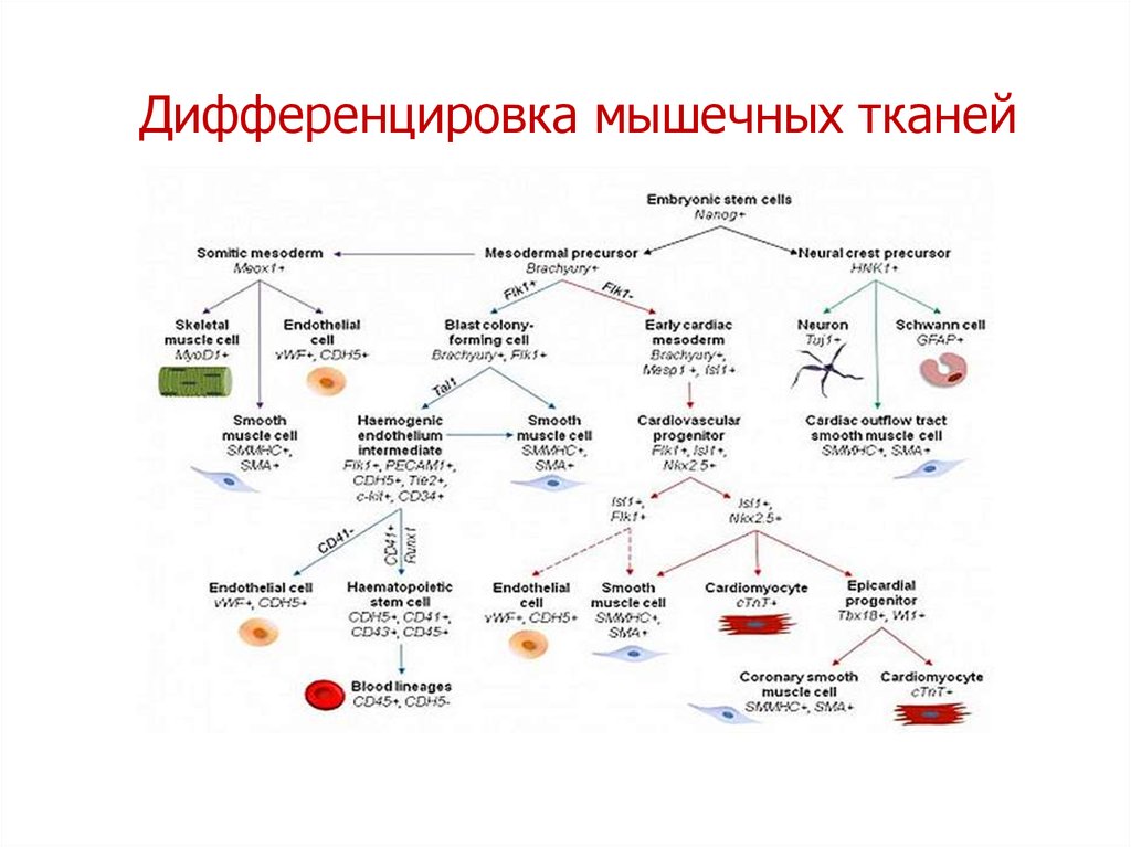 Дифференцировка на слои. Дифферон гладкой мышечной ткани. Дифференцировка соединительной ткани. Тканевая дифференцировка. Клеточный дифферон мышечной ткани.