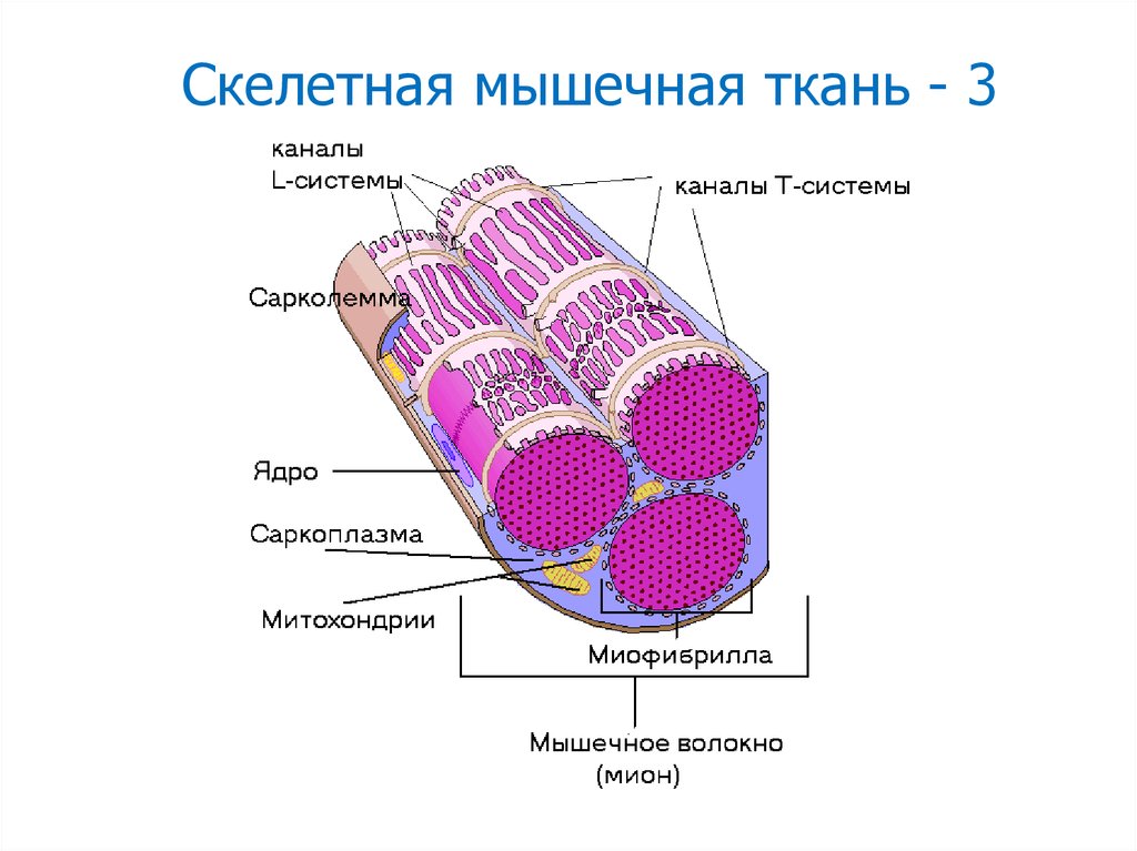 Мышечное волокно скелетной мышцы. Строение скелетной мышцы гистология. Скелетное мышечное волокно гистология схема. Гистология строение мышечного волокна волокна. Строение мышечного волокна гистология.