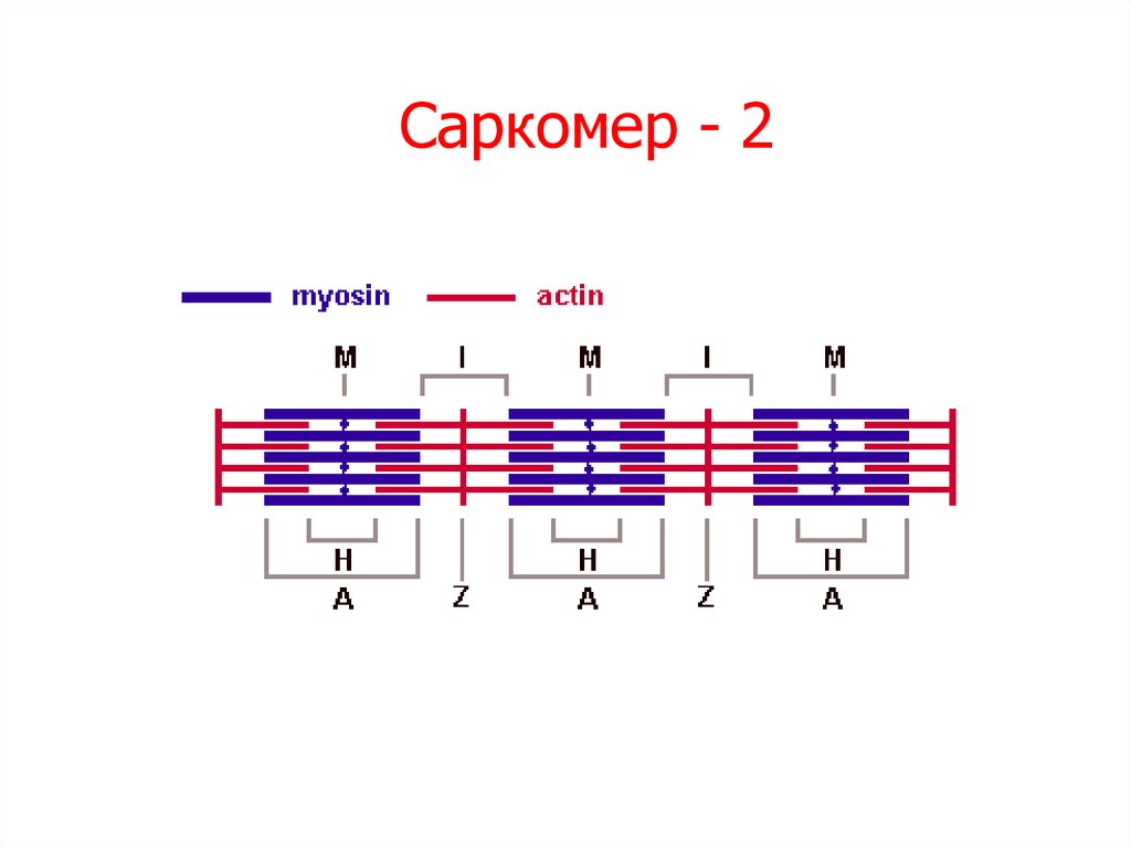 Саркомер. Рисунок саркомера. Саркомер формула. Схема саркомера просто.