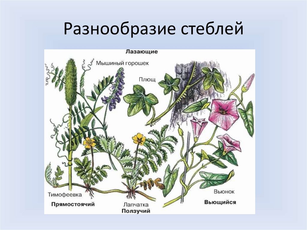 Какую функцию выполняет стебель многолетнего растения