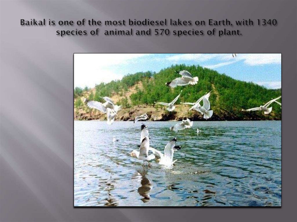Baikal is one of the most biodiesel lakes on Earth, with 1340 species of animal and 570 species of plant.