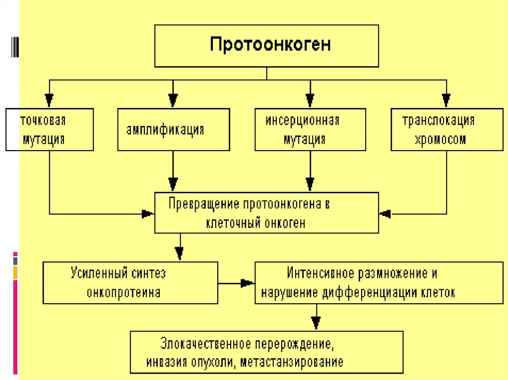 Протоонкогены