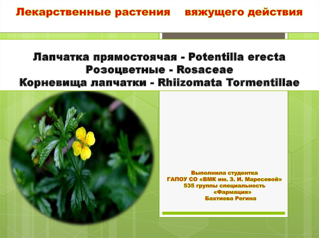 Презентация medicinal plants