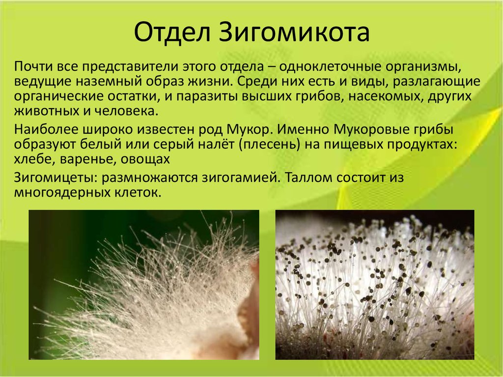 Плесневый гриб мукор относится к. Зигомицеты (Zygomycota). Аскомикота и Зигомикота. Отдел Зигомикота представители. Зигомикота мукор.
