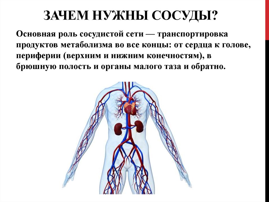Сосудистая система человека образована сосудами трех. Периферические артерии. Заболевание периферических артерий и вен. Периферические кровеносные сосуды.