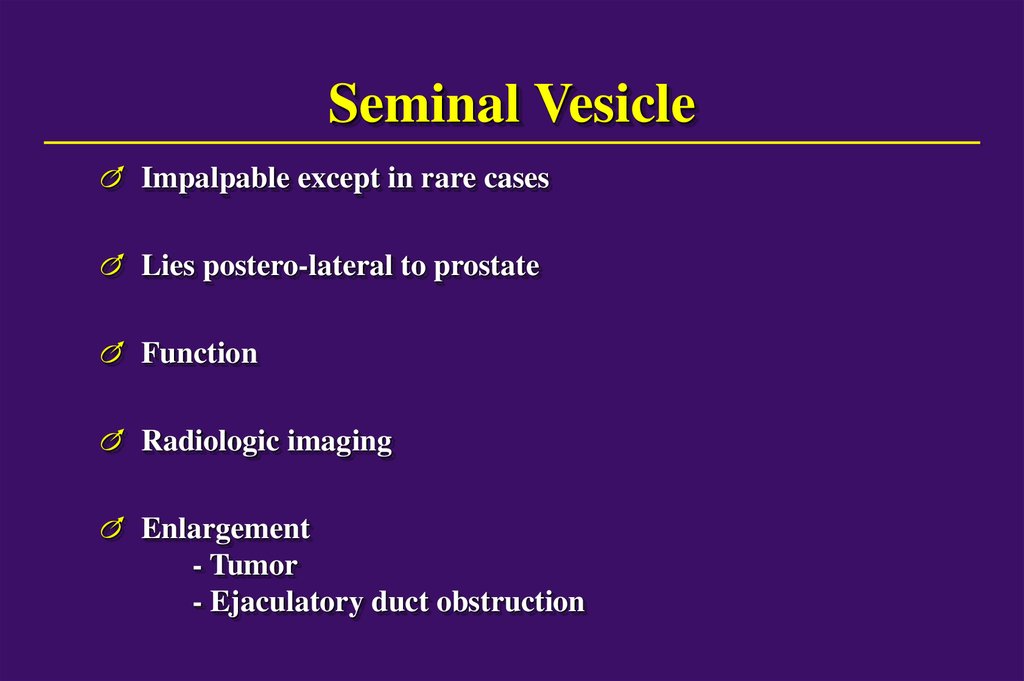 Seminal Vesicle