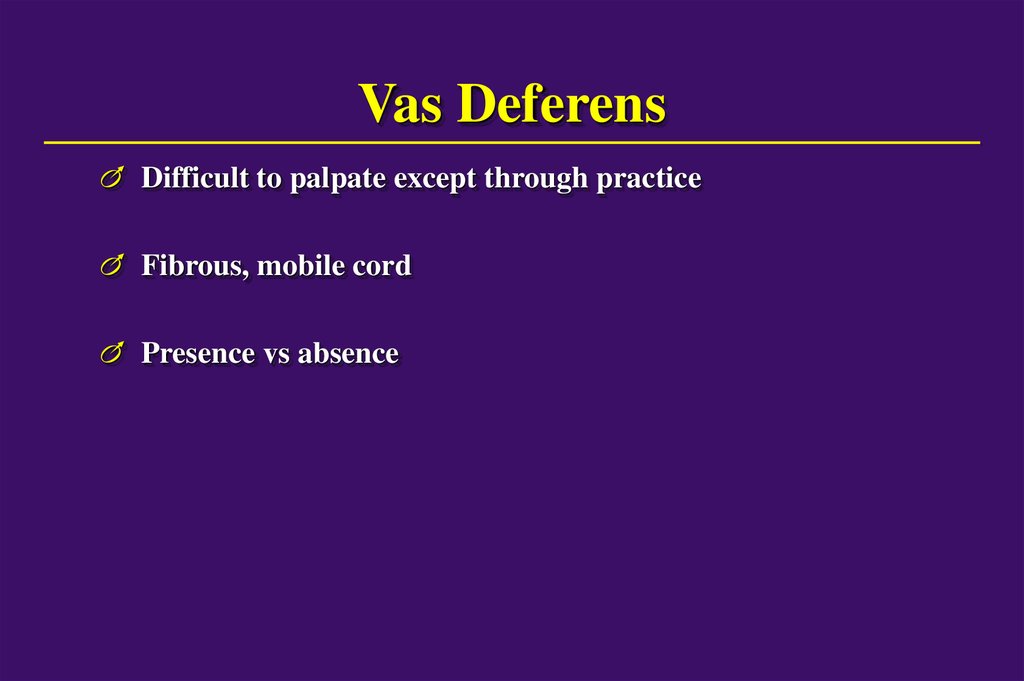 Vas Deferens