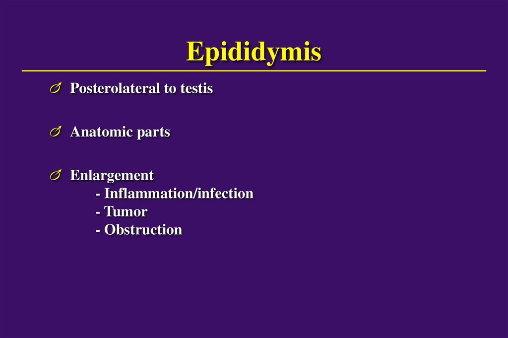 Epididymis